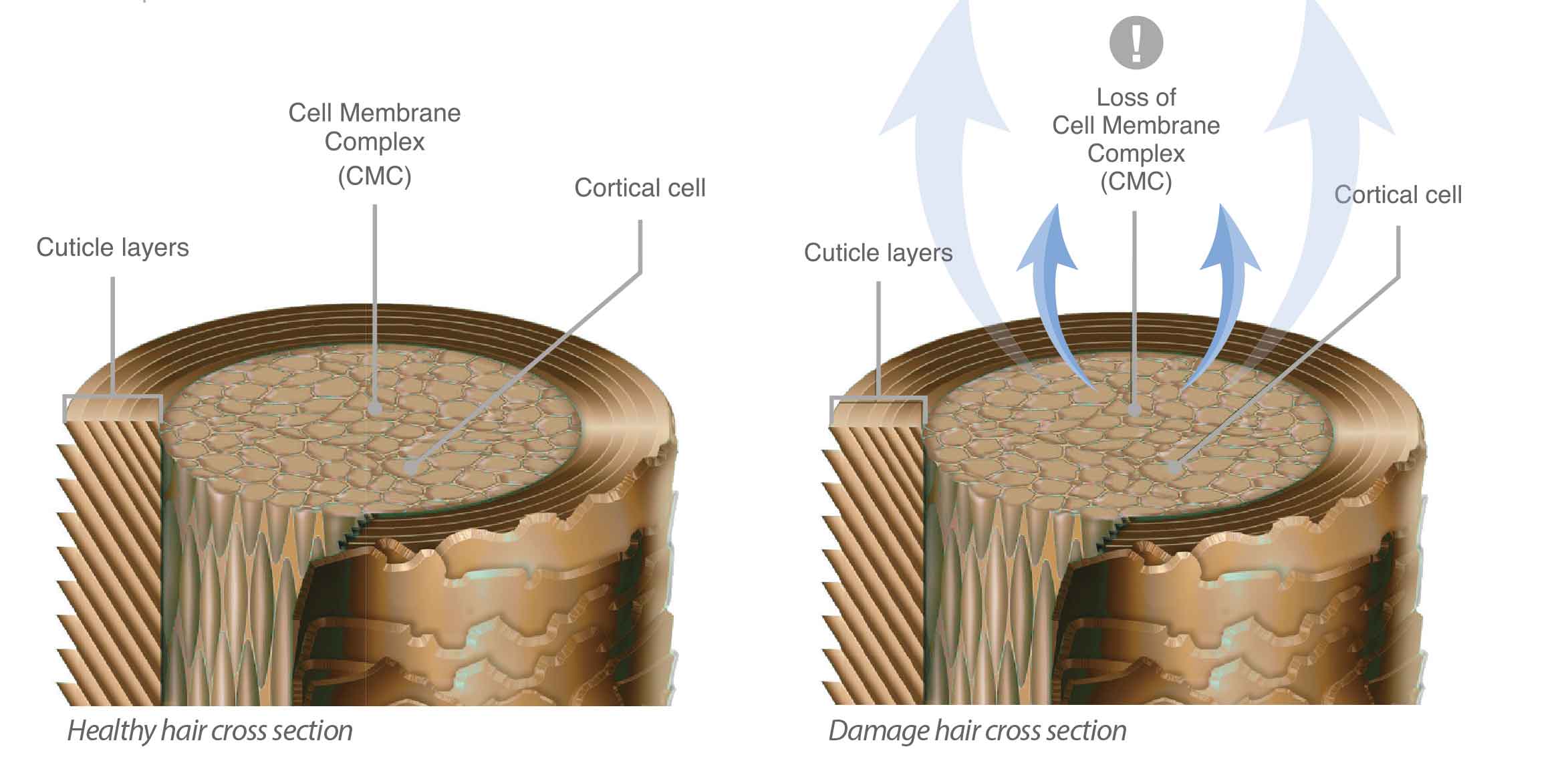 Healthy vs damaged hair